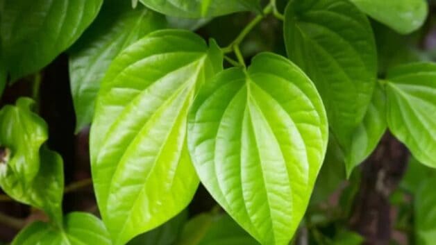 Chữa trĩ ngoại bằng lá trầu không