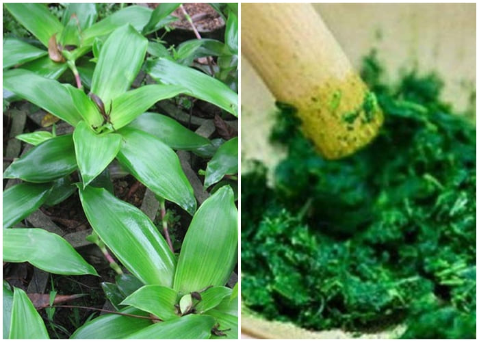 Chữa bệnh trĩ ngoại với cây lược vàng