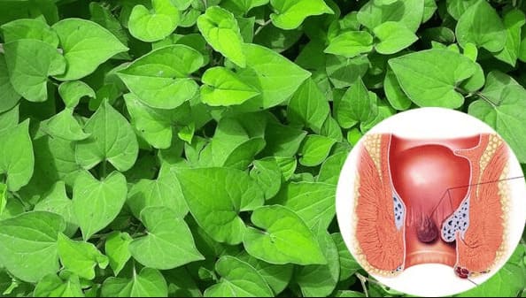 Dùng lá diếp cá chữa bệnh trĩ hiệu quả