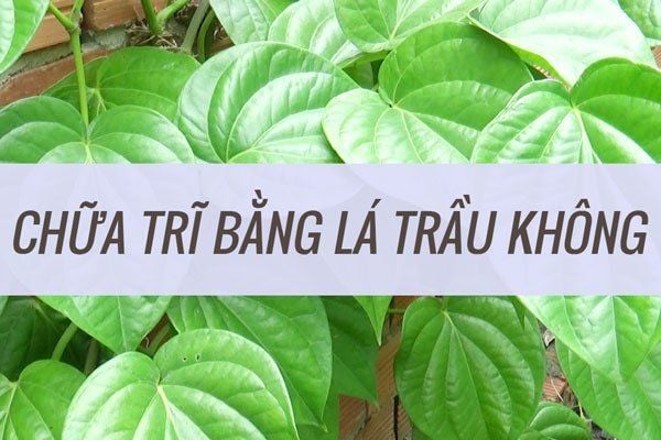 Bài thuốc trị bệnh trĩ dân gian bằng lá trầu không