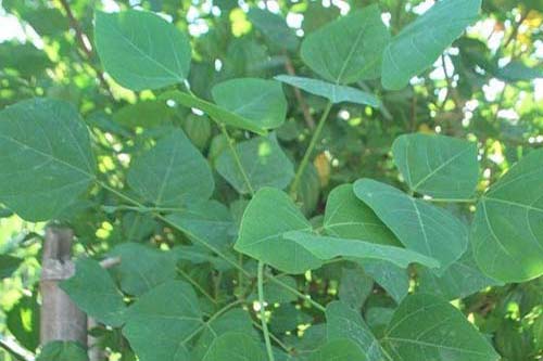 Bài thuốc dân gian trị bệnh trĩ từ cây vông nem