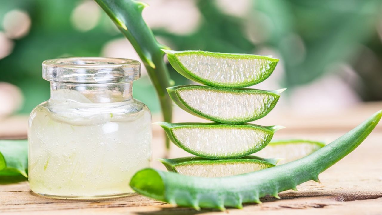 Cách chữa bệnh trĩ nhân gian bằng lô hội