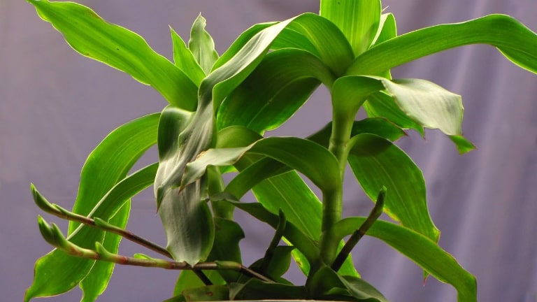 Mẹo dân gian chữa bệnh trĩ bằng cây lược vàng