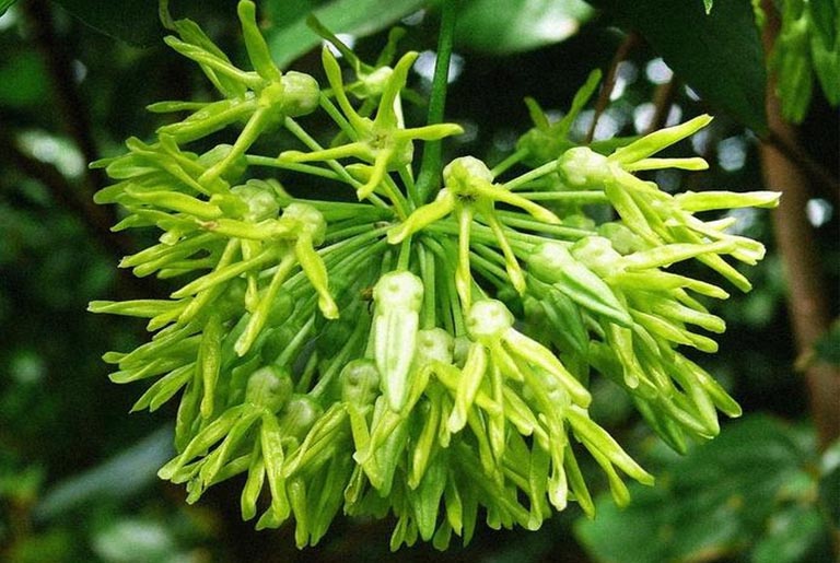 Cách trị bệnh trĩ dân gian bằng cây thiên lý