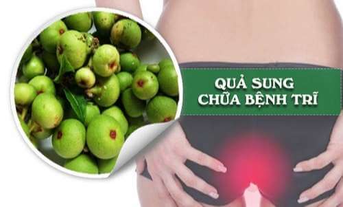 Điều trị bệnh trĩ bằng phương pháp dân gian từ quả sung