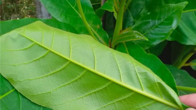 Các loại lá cây chữa bệnh trĩ - Lá bàng