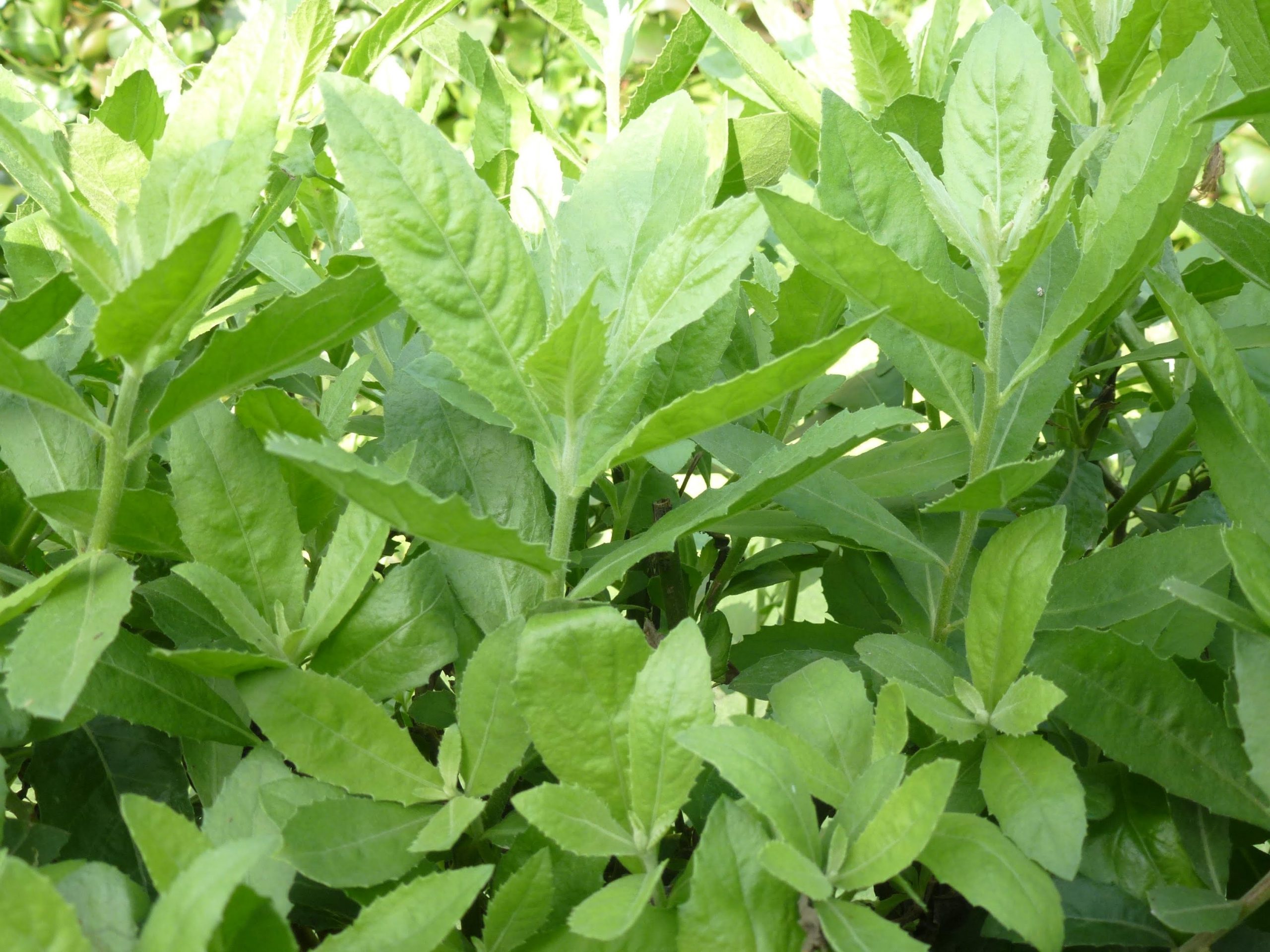 Lá gì chữa bệnh trĩ - Lá cúc tần