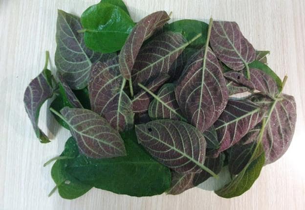 Các loại lá chữa bệnh trĩ - Lá mơ