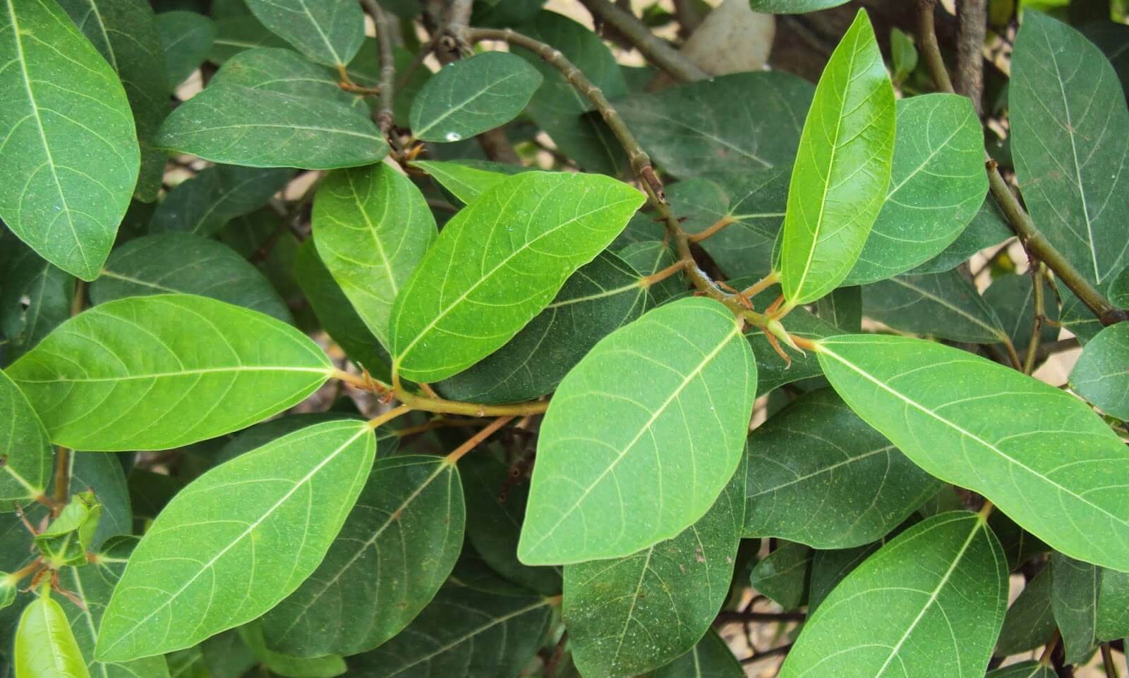 Bệnh trĩ và cách chữa dân gian bằng lá sung
