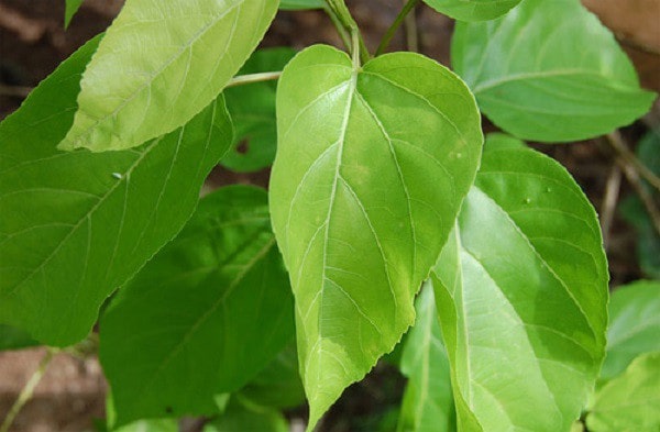 Mẹo chữa bệnh trĩ tại nhà bằng cây vông nem