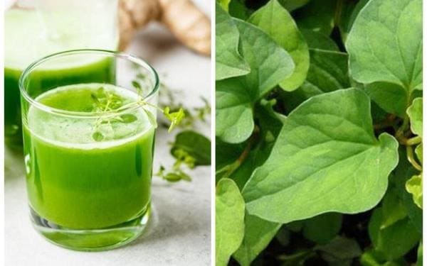 Uống nước rau diếp cá