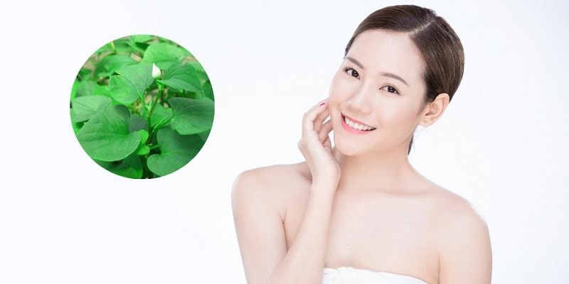 Công dụng tuyệt vời của rau diếp cá đối với sức khỏe
