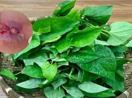 Chữa trĩ ngoại bằng rau diếp cá