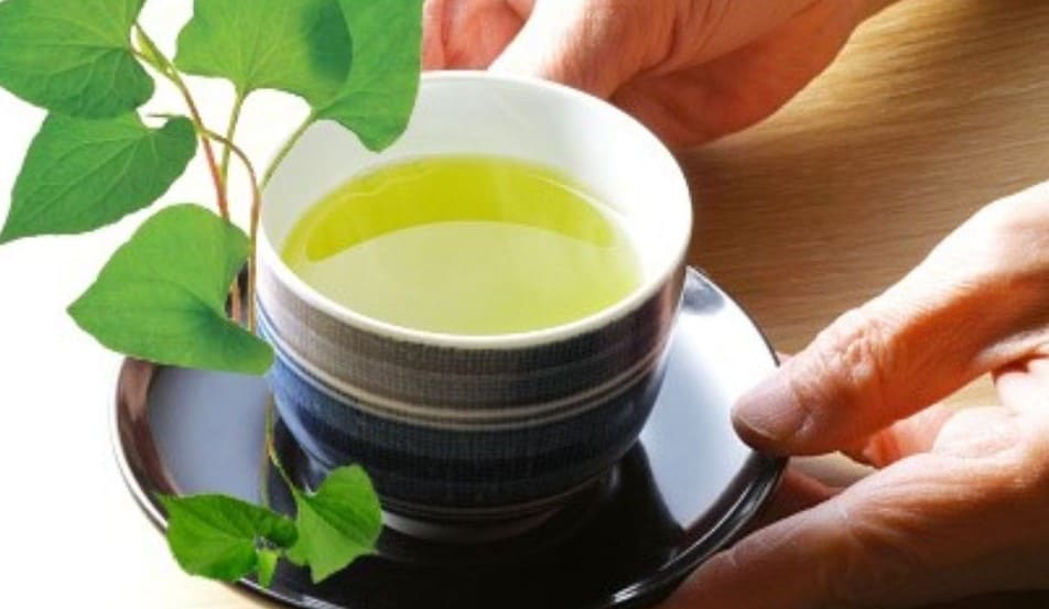 Hãm trà với rau diếp cá