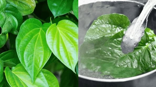 Chữa bệnh trĩ nội từ cây thuốc nam – Cây trầu không