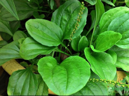 Bài thuốc từ cây mã đề
