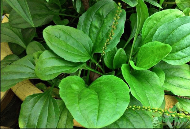 Bài thuốc từ cây mã đề
