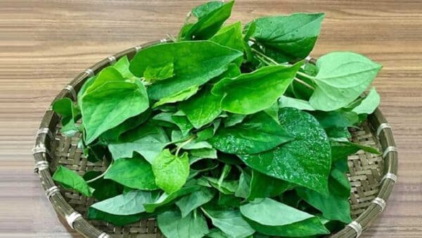 Rau diếp cá có những công dụng như thế nào?