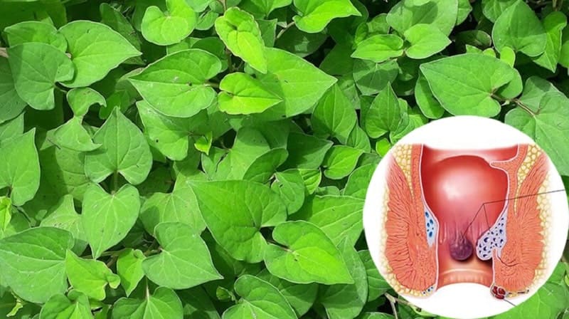 Có nên dùng rau diếp cá trị bệnh trĩ nội không?