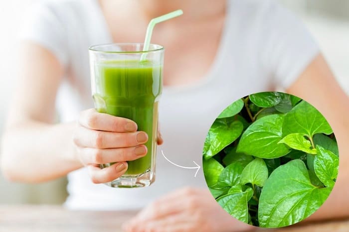 Rau diếp cá trị bệnh trĩ nội - Uống nước ép rau diếp cá