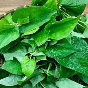Rau diếp cá là phương thuốc tự nhiên giúp giảm ngứa hậu môn nhanh chóng