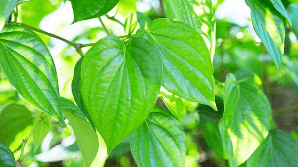 Sử dụng lá trầu không