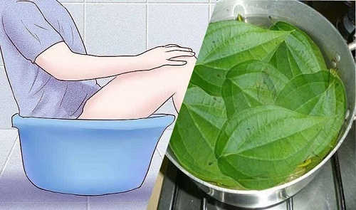 Ngâm hậu môn trong nước lá trầu không