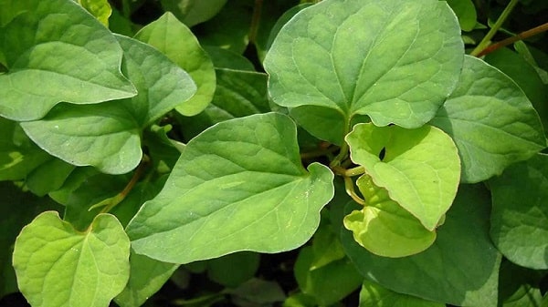 Chữa ngứa hậu môn với diếp cá