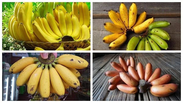 Ăn loại chuối nào để chữa táo bón hiệu quả?